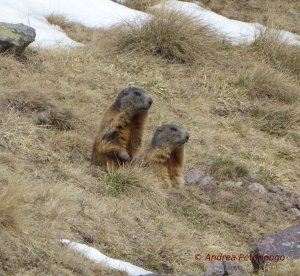 Marmota marmota - Marmotta