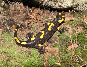 Salamandra salamandra - Salamandra